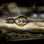 Download Animal Crocodile PFP