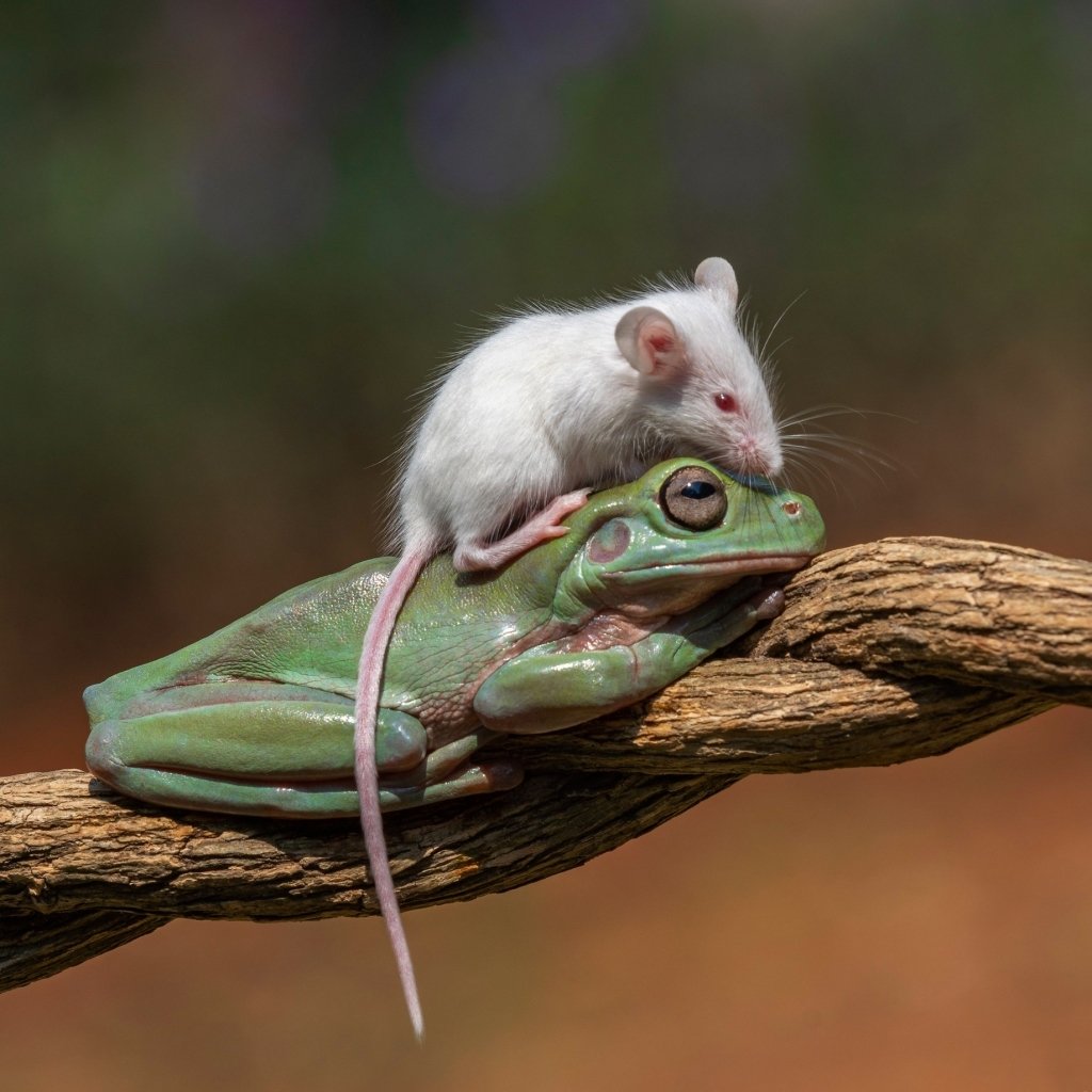 Download Rat Frog Animal Cute PFP