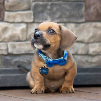 baby animal collar puppy dog Animal PFP