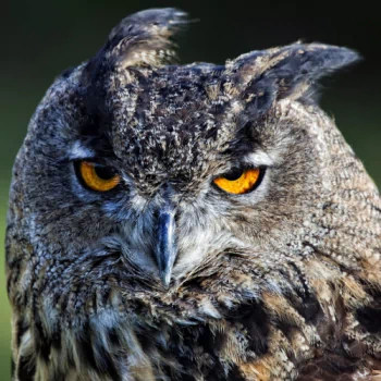 bird owl Animal PFP