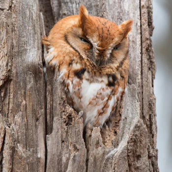 bird owl Animal PFP
