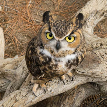 bird owl Animal PFP