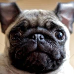  Puggles