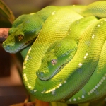 Green Tree Python In The Queensland Museum by lonewolf6738