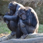Chimp's At Taronga Zoo Sydney Australia by lonewolf6738