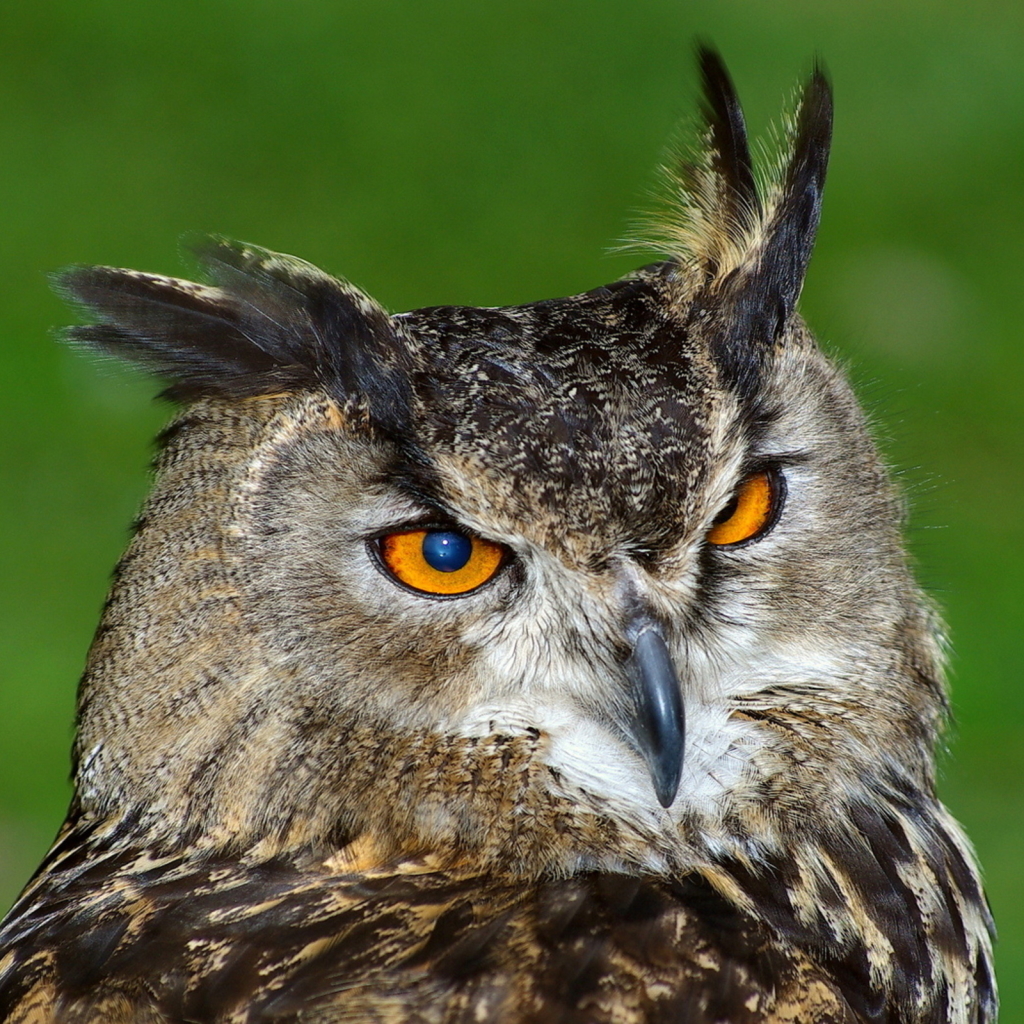 Great horned owl Pfp