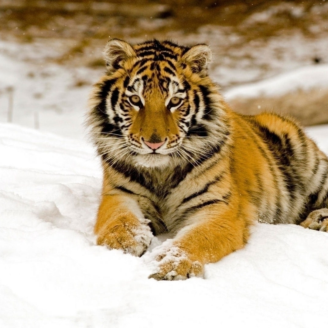 Young tiger lying down in the snow