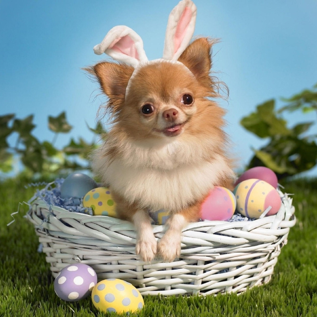dog with rabbit ears and easter eggs