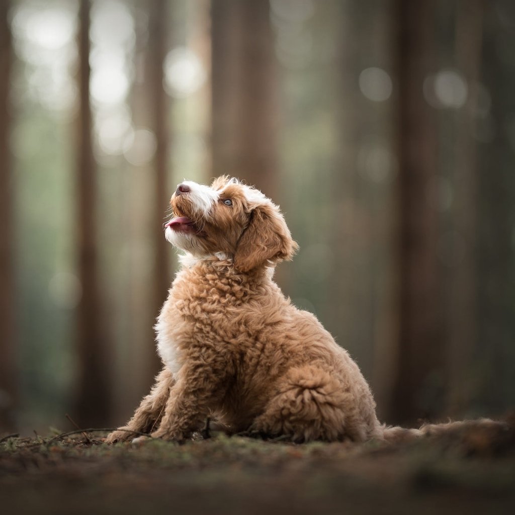 Download Baby Animal Depth Of Field Dog Puppy Animal PFP