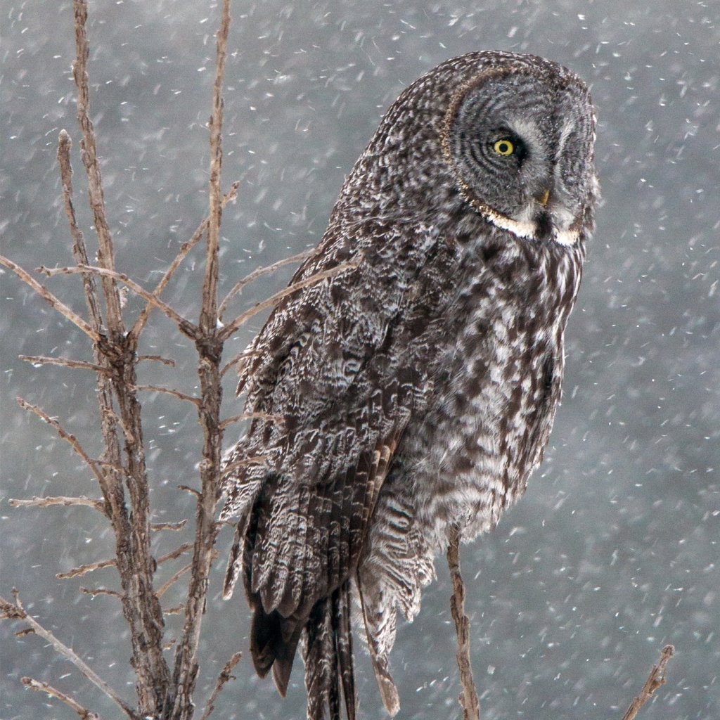 Great Grey Owl PFP