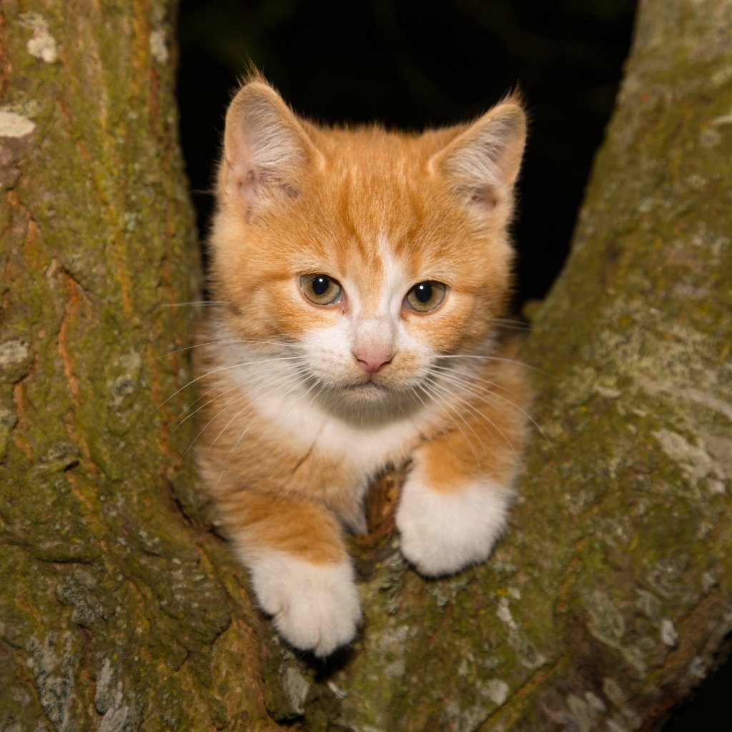 Download Baby Animal Kitten Cat Animal PFP