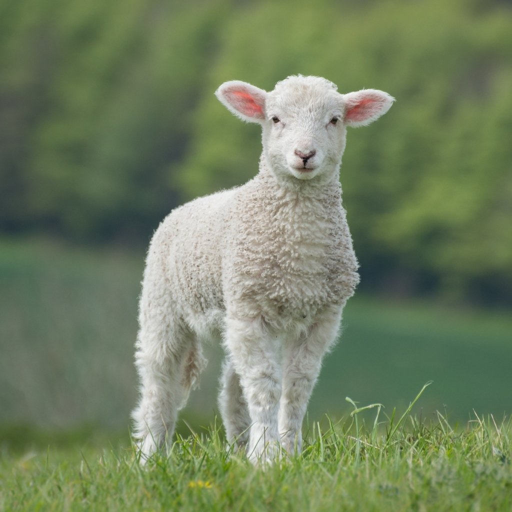 Download Baby Animal Lamb Animal Sheep PFP