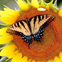 61 Sunflower Forum Avatars | Profile Photos - Avatar Abyss