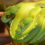  Green Tree Python In The Queensland Museum