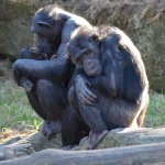  Chimp's At Taronga Zoo Sydney Australia
