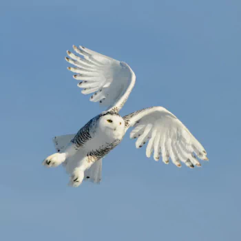 Animal snowy owl PFP