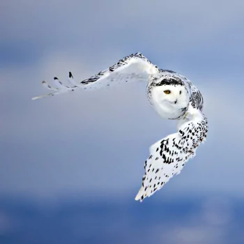 Animal snowy owl PFP