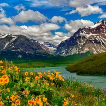  Mountain Flowers by the Lake