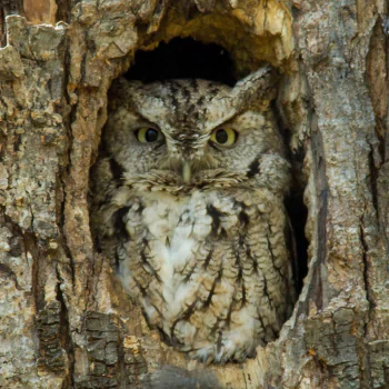 Animal great horned owl PFP