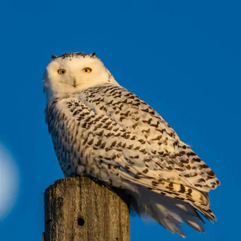 snowy owl bird owl Animal PFP