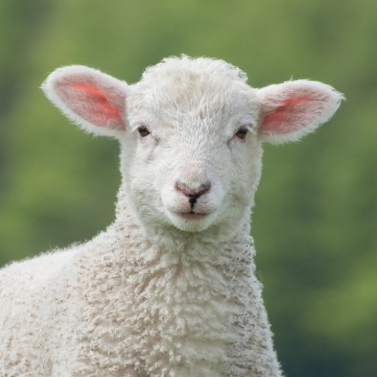 Sheep Pfp