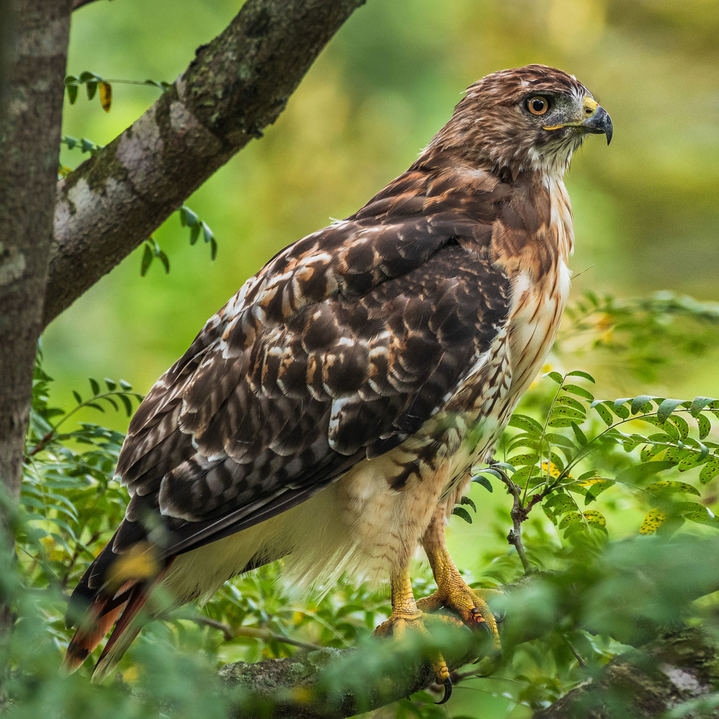 Red-Tailed Hawk in Tree