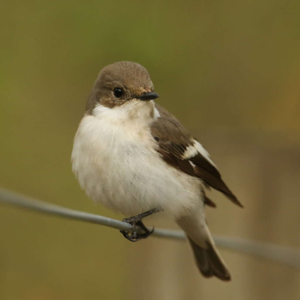 Download Bird Animal Flycatcher PFP by Sandra Standbridge