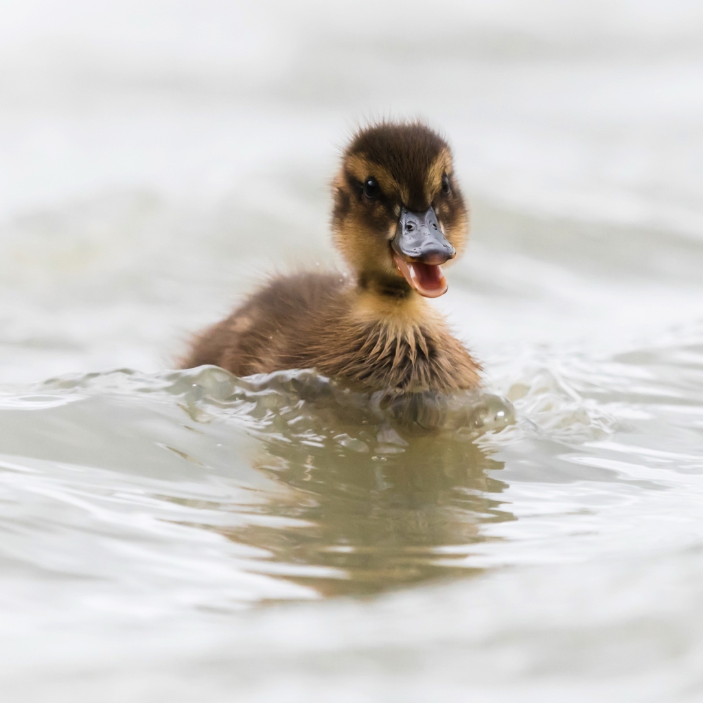 Download Duckling Baby Animal Duck Animal PFP