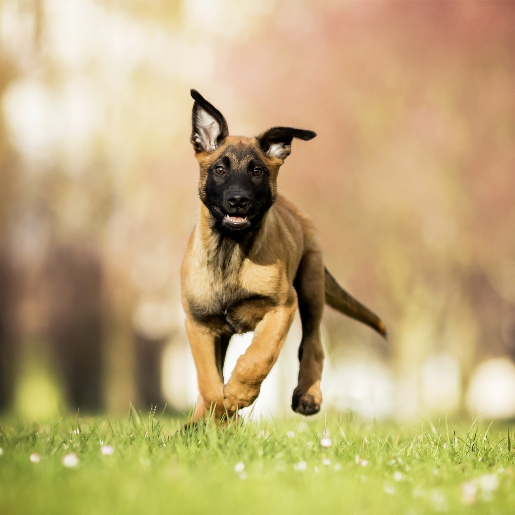 Belgian Malinois Pfp