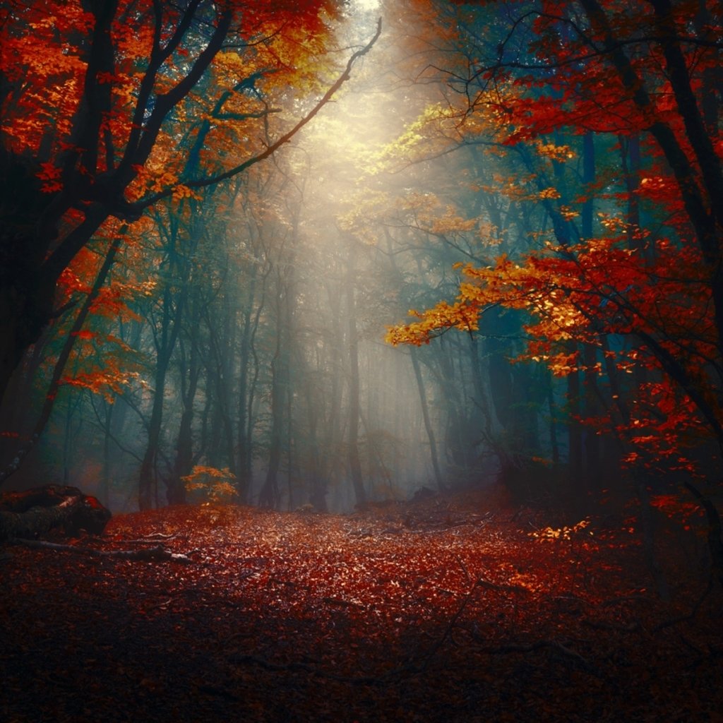 Download Fog Forest Fall Nature PFP