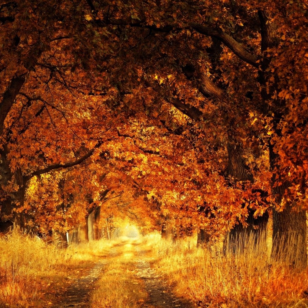 Download Sunlight Path Tree Fall Nature  PFP