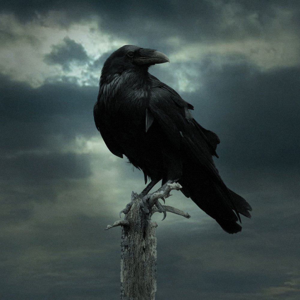 Download Raven Crow Bird TV Show Game Of Thrones PFP