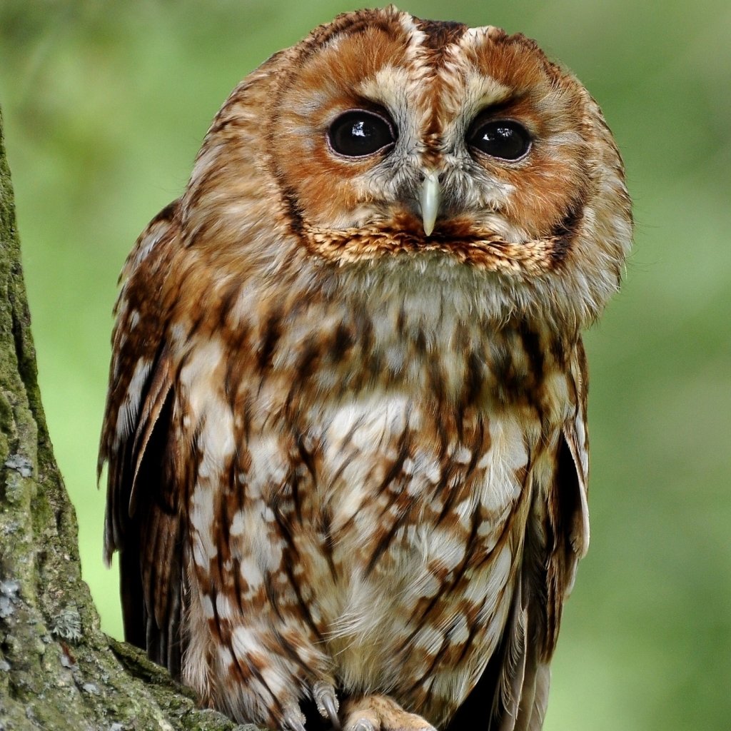 Download Bird Tawny Owl Owl Trunk Animal PFP