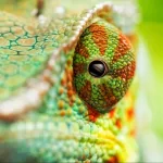  Chameleon Eye