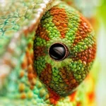  Chameleon Eye