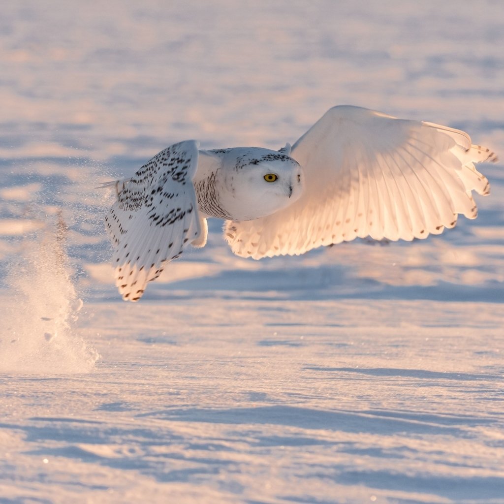 Download Bird Snow Owl Snowy Owl Animal PFP