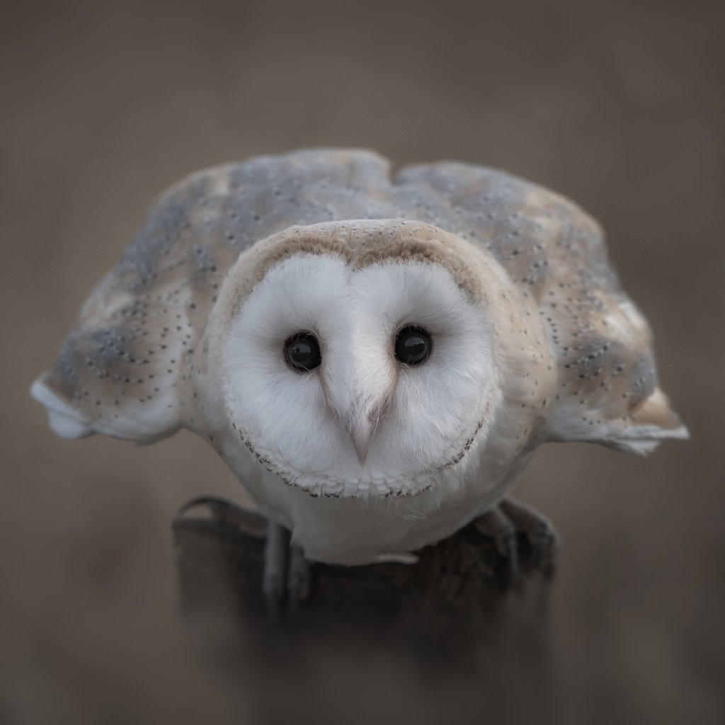 Barn owl Forum Avatar | Profile Photo - ID: 282329 - Avatar Abyss