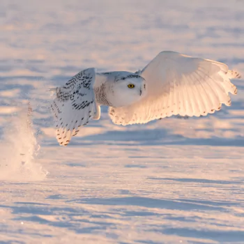 bird snow owl snowy owl Animal PFP