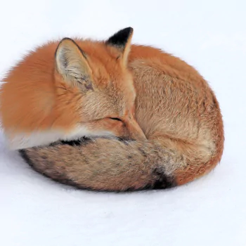  Red fox sleeping