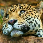 Animal leopard PFP