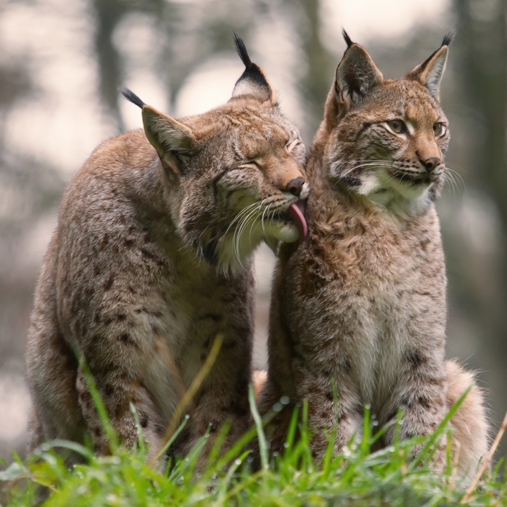 Lynx Showing Affection