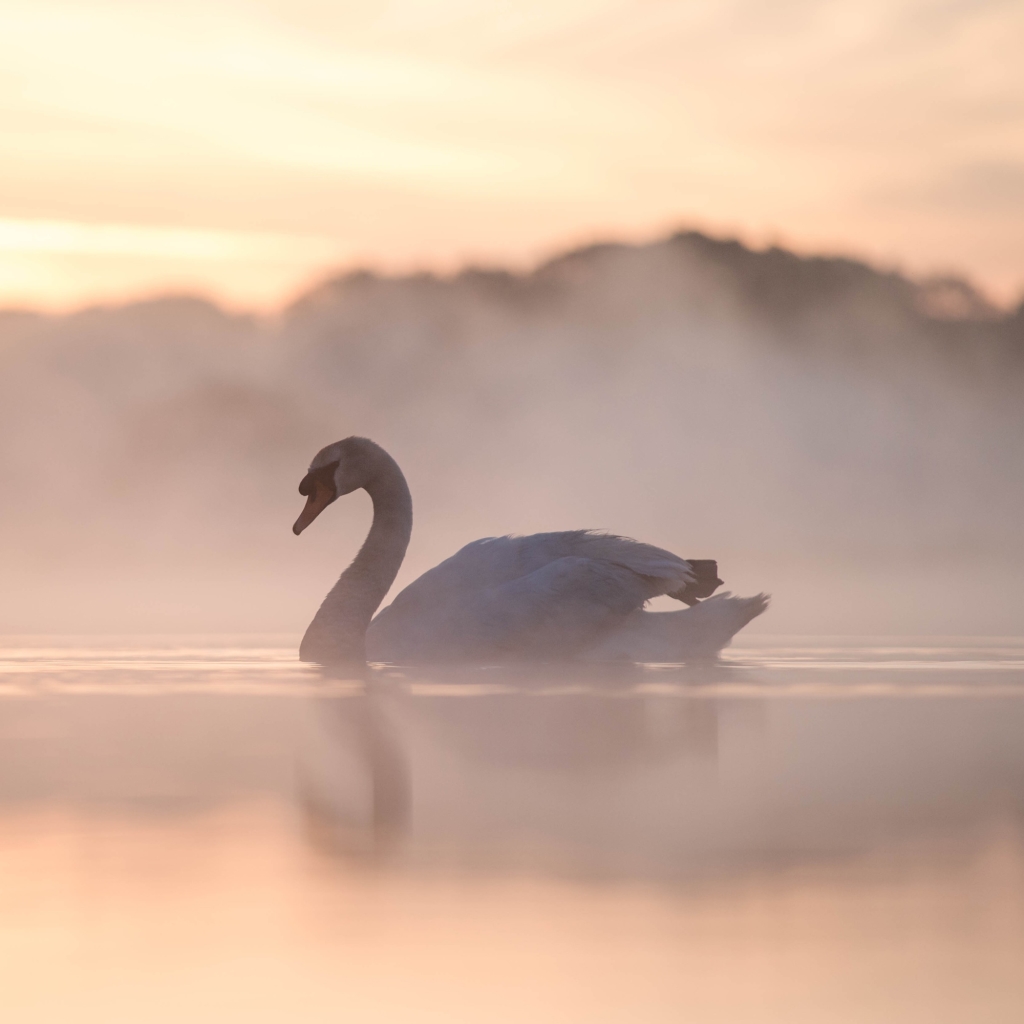 Swan Gliding Across the Water in the Fog