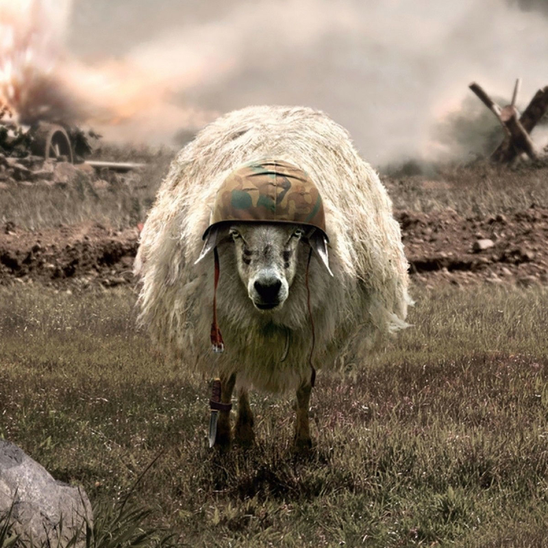 Sheep ready for combat