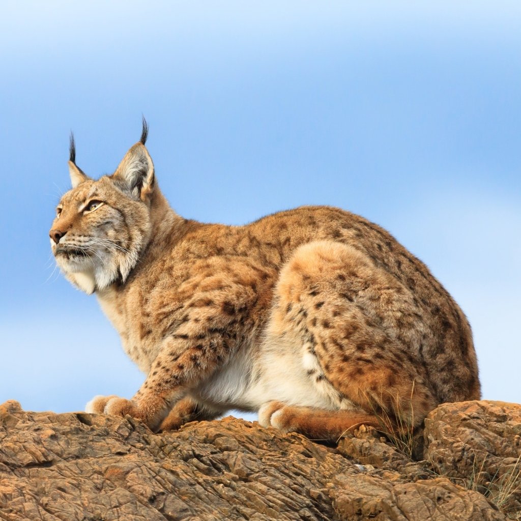 Download Lynx Animal  PFP