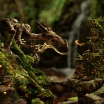  Woodland Dragon