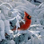 Animal cardinal PFP