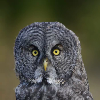 Animal owl PFP