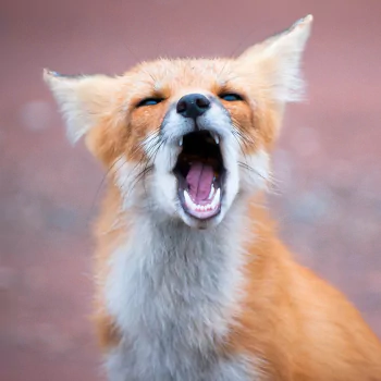  Fox yawn