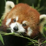 Animal red panda PFP