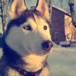 Animal husky PFP